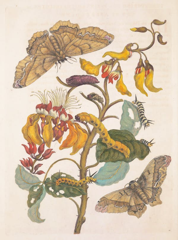 Illustration of a plant with insects