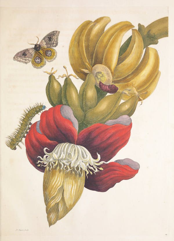 Illustration of a plant with insects