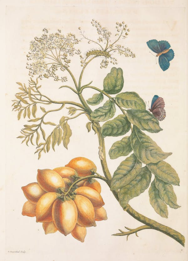 Illustration of a plant with insects