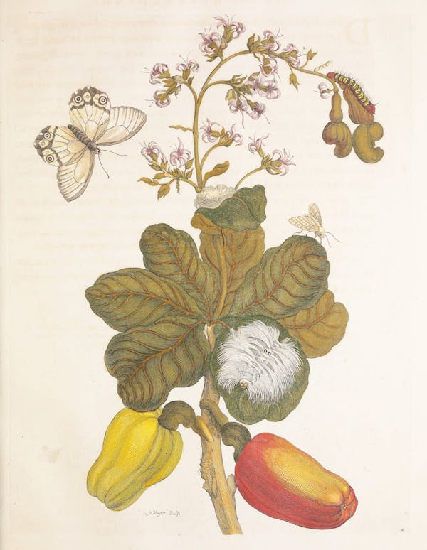 Illustration of a plant with insects