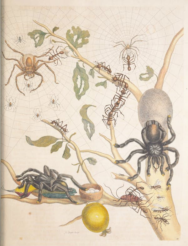 Illustration of a plant with insects