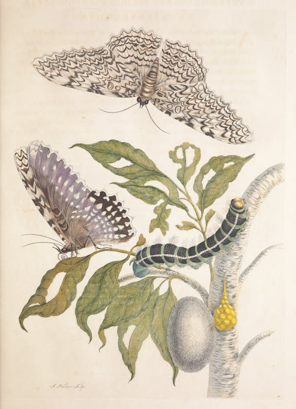 Illustration of a plant with insects