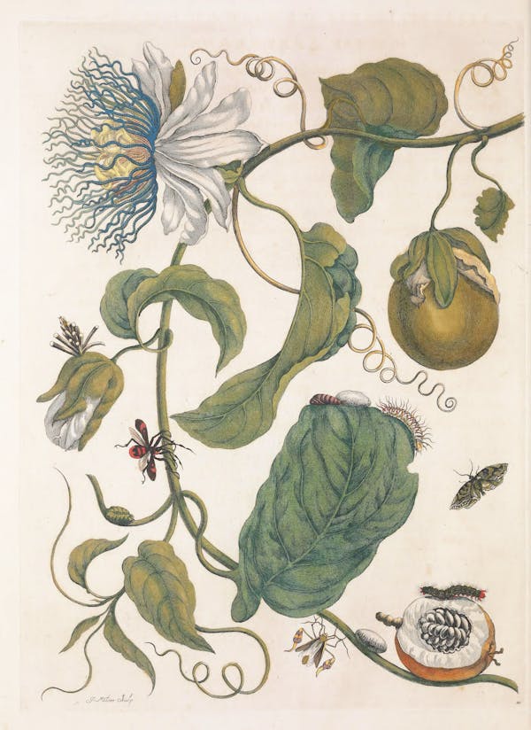 Illustration of a plant with insects