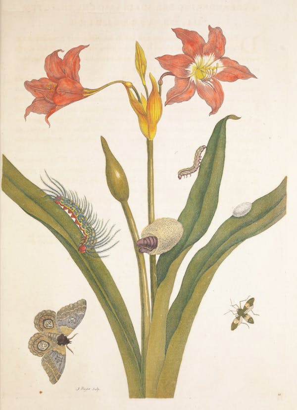 Illustration of a plant with insects