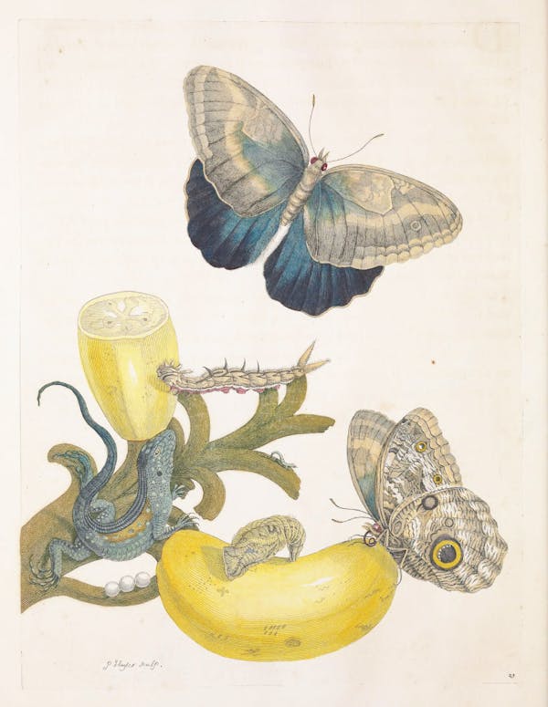 Illustration of a plant with insects