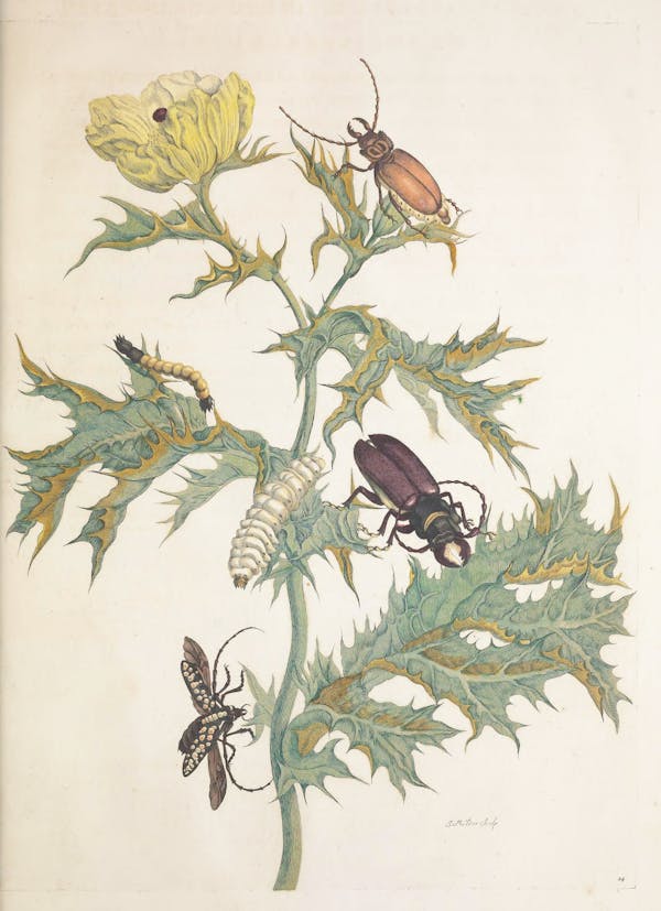 Illustration of a plant with insects