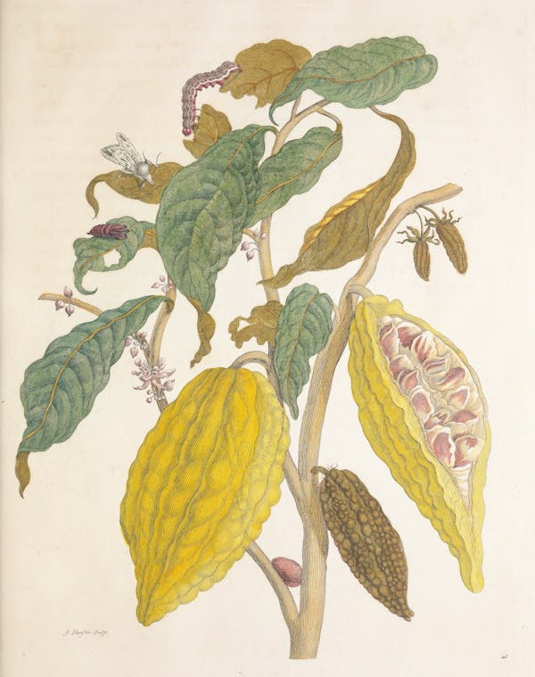 Illustration of a plant with insects