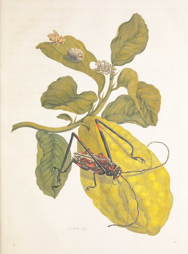 Illustration of a plant with insects