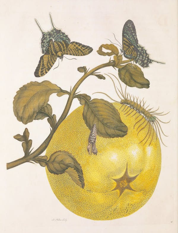 Illustration of a plant with insects