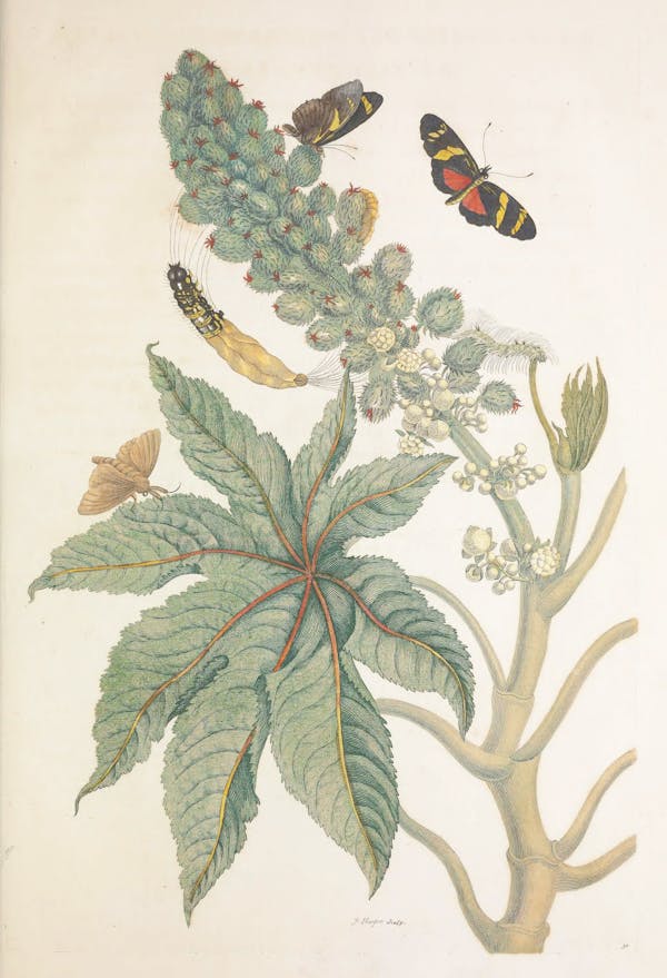 Illustration of a plant with insects