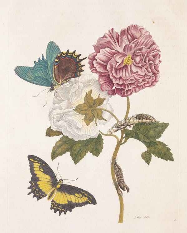 Illustration of a plant with insects