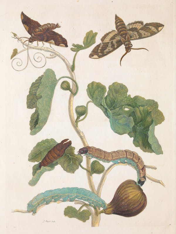 Illustration of a plant with insects