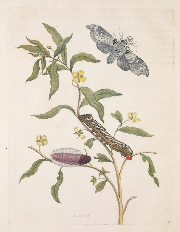 Illustration of a plant with insects