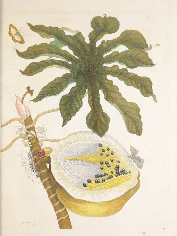 Illustration of a plant with insects