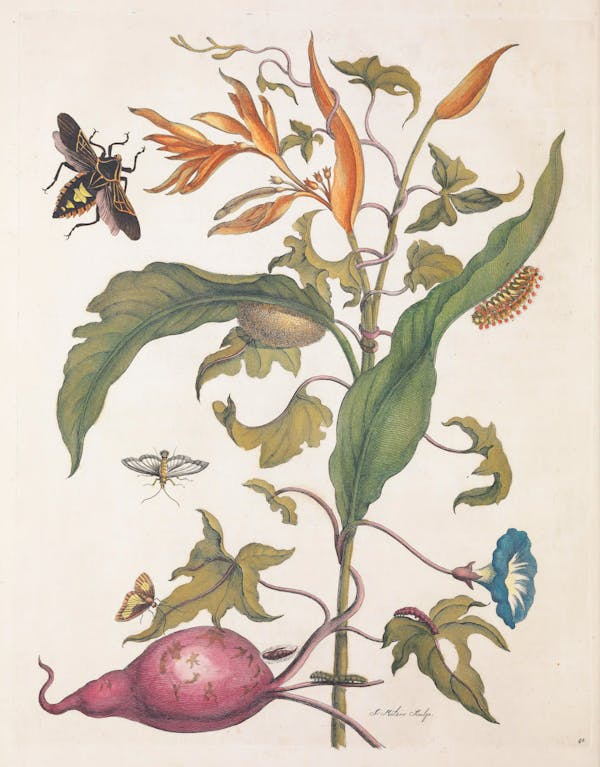 Illustration of a plant with insects