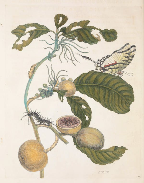 Illustration of a plant with insects