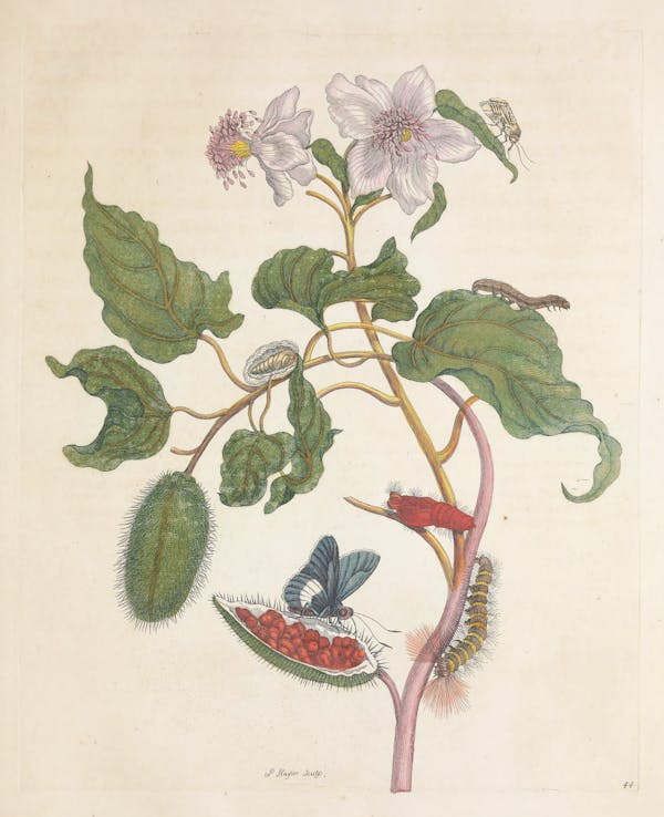 Illustration of a plant with insects