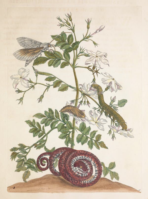 Illustration of a plant with insects