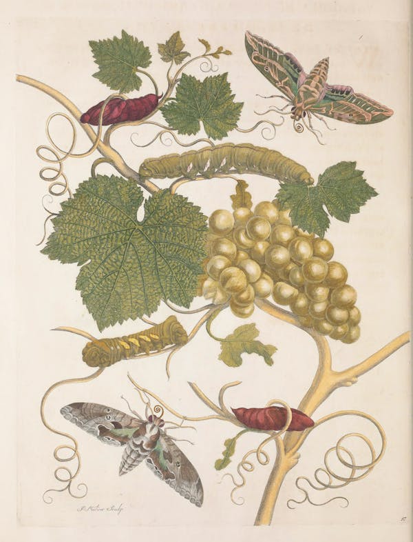 Illustration of a plant with insects