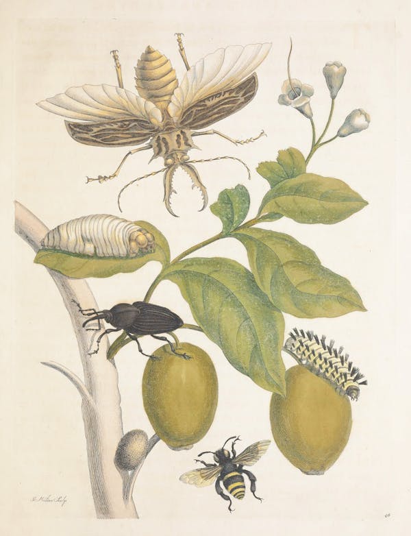 Illustration of a plant with insects