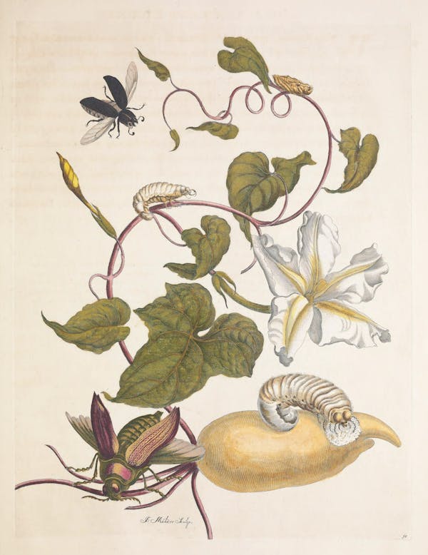 Illustration of a plant with insects