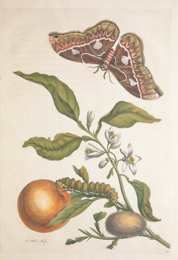 Illustration of a plant with insects