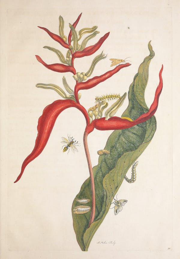 Illustration of a plant with insects