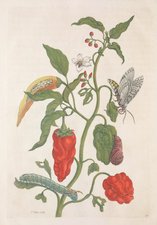 Illustration of a plant with insects