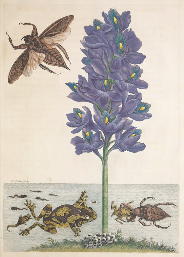 Illustration of a plant with insects