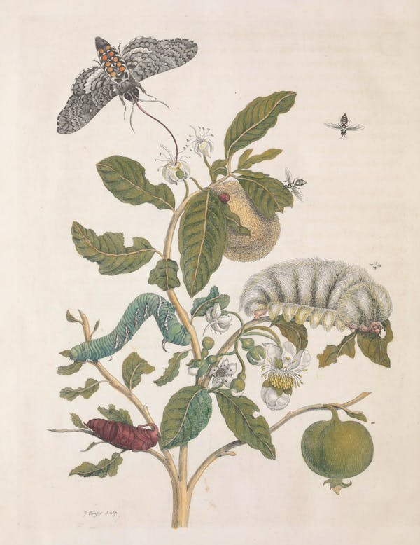 Illustration of a plant with insects