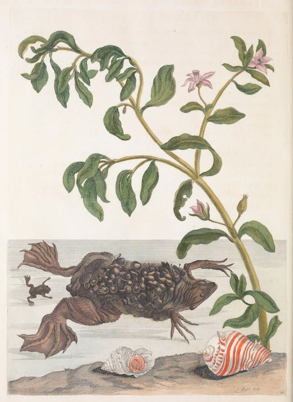 Illustration of a plant with insects