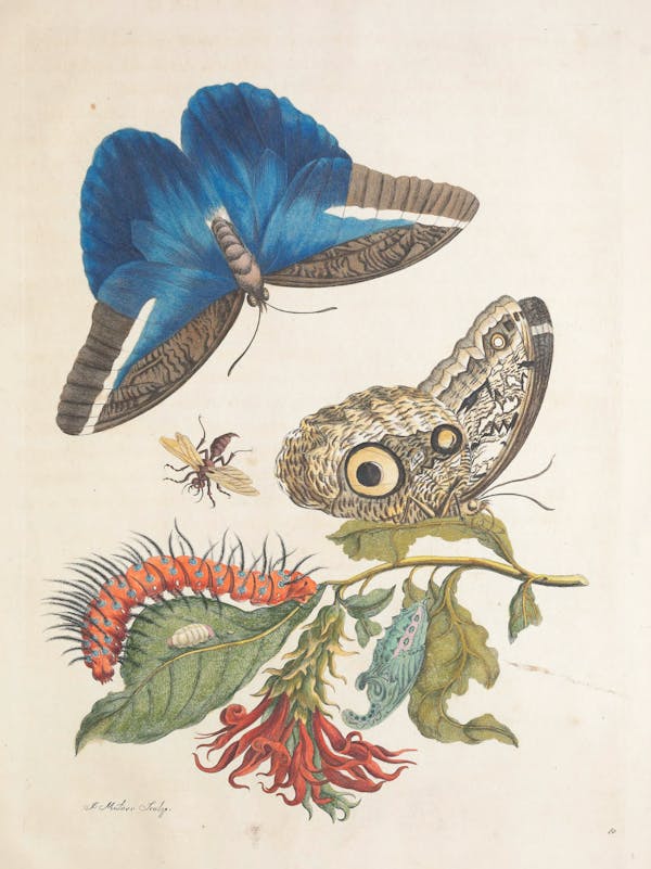 Illustration of a plant with insects