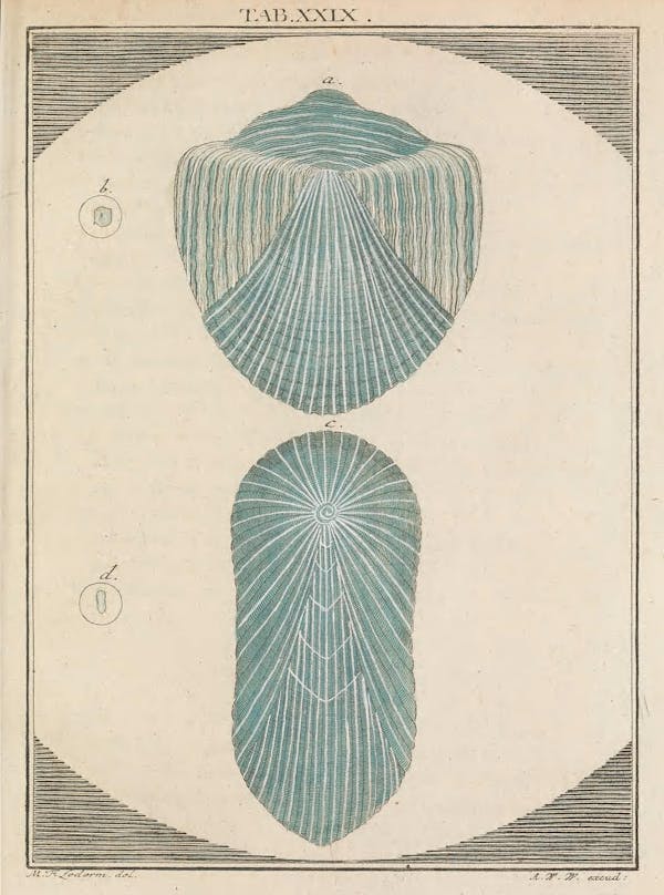 Illustration of microscopic image