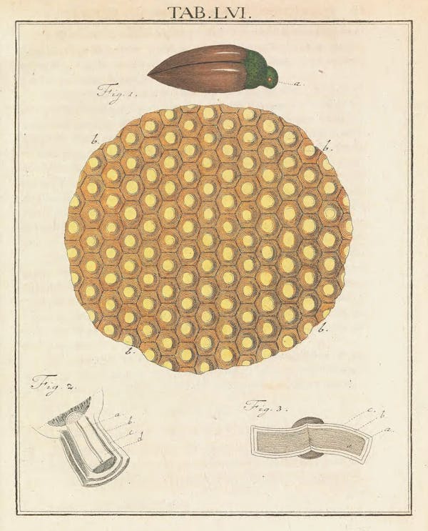 Illustration of microscopic image