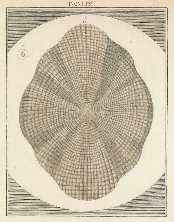 Illustration of microscopic image