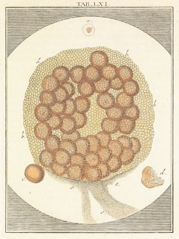 Illustration of microscopic image