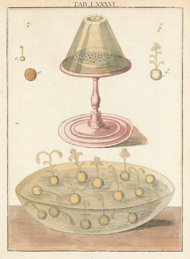 Illustration of globules