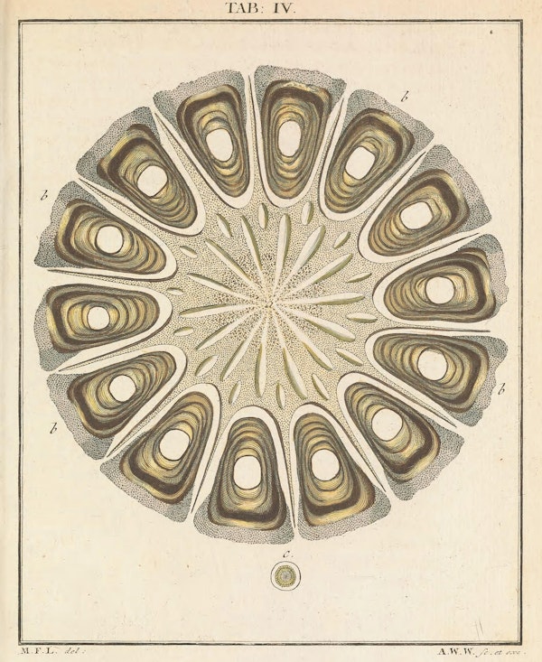 Illustration of microscopic image