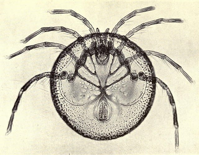 Nature Through Microscope and Camera (1909)