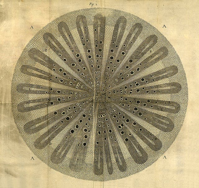 Nehemiah Grew’s *Anatomy of Plants* (1680)