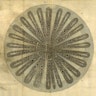 Nehemiah Grew’s Anatomy of Plants (1680)