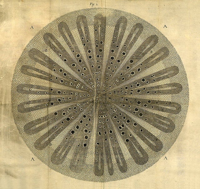Nehemiah Grew’s Anatomy of Plants (1680)