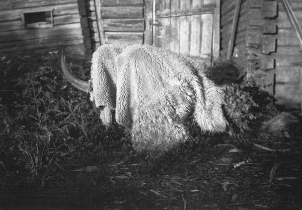 Photograph of a figure dressed as goat