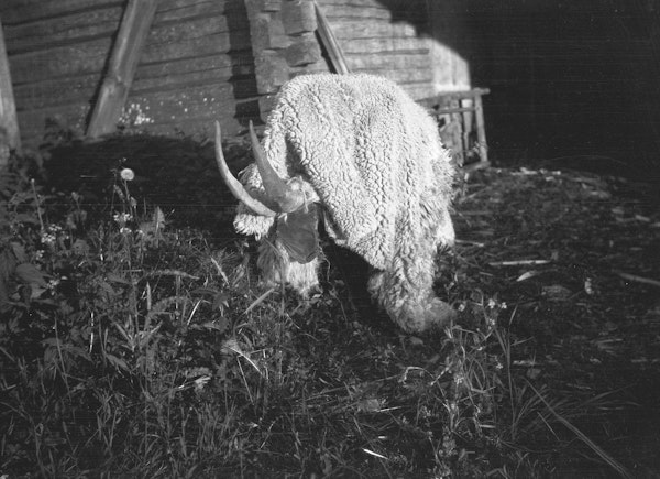Photograph of a figure dressed as goat