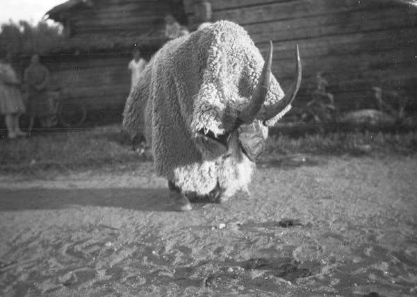 Photograph of a figure dressed as goat