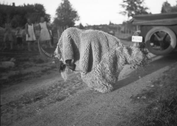 Photograph of a figure dressed as goat