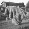 Season’s Bleatings: Finnish Photographs of the Nuuttipukki (1928)