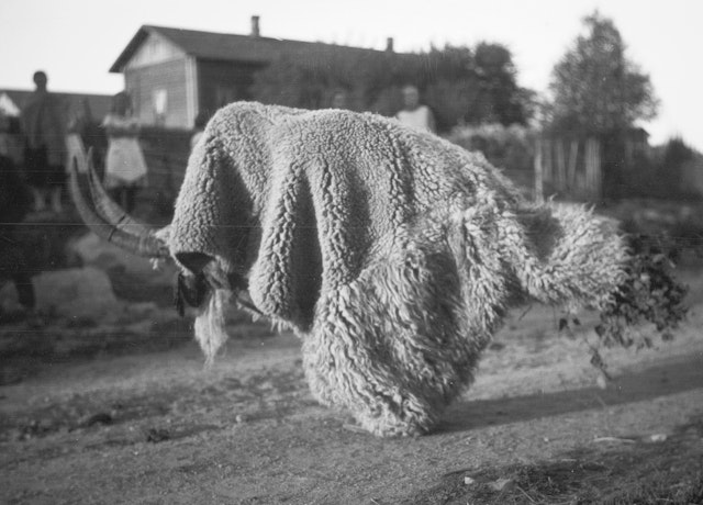 Season’s Bleatings: Finnish Photographs of the Nuuttipukki (1928)