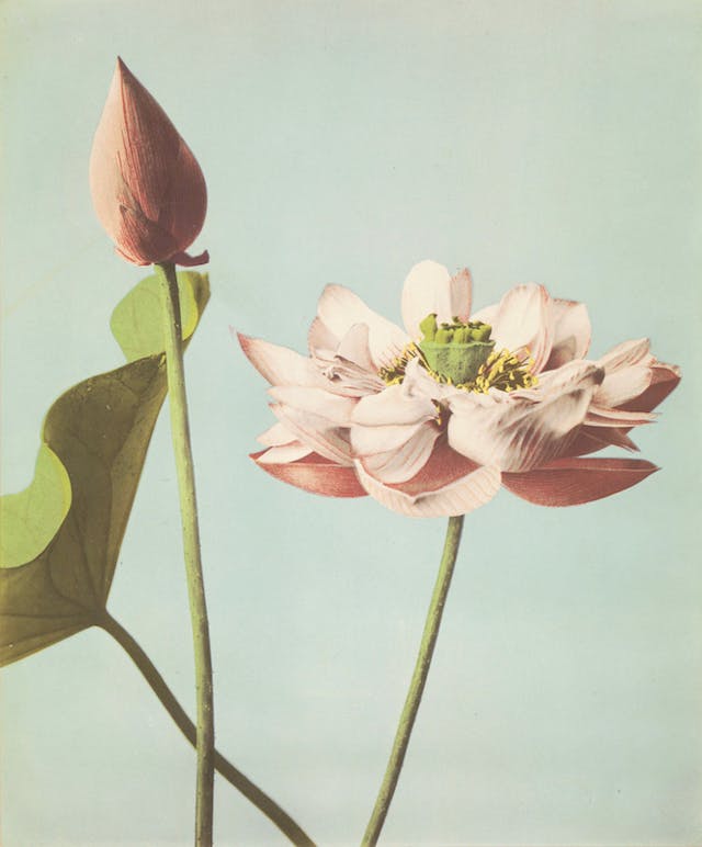 Ogawa Kazumasa’s Hand-Coloured Photographs of Flowers (1896)