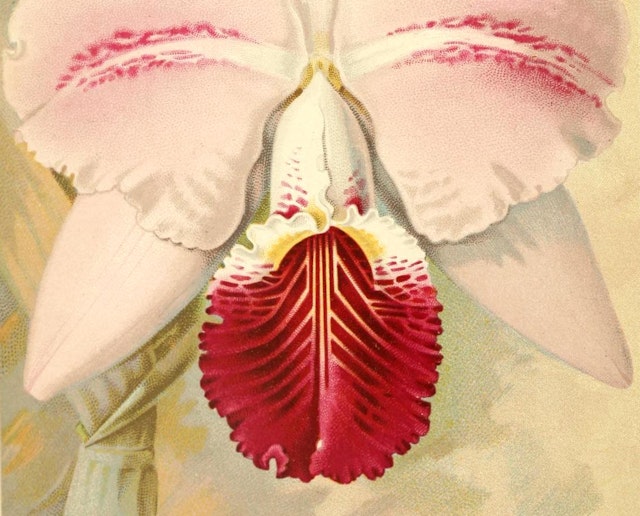 Albert Millican’s *Travels and Adventures of an Orchid Hunter* (1891)